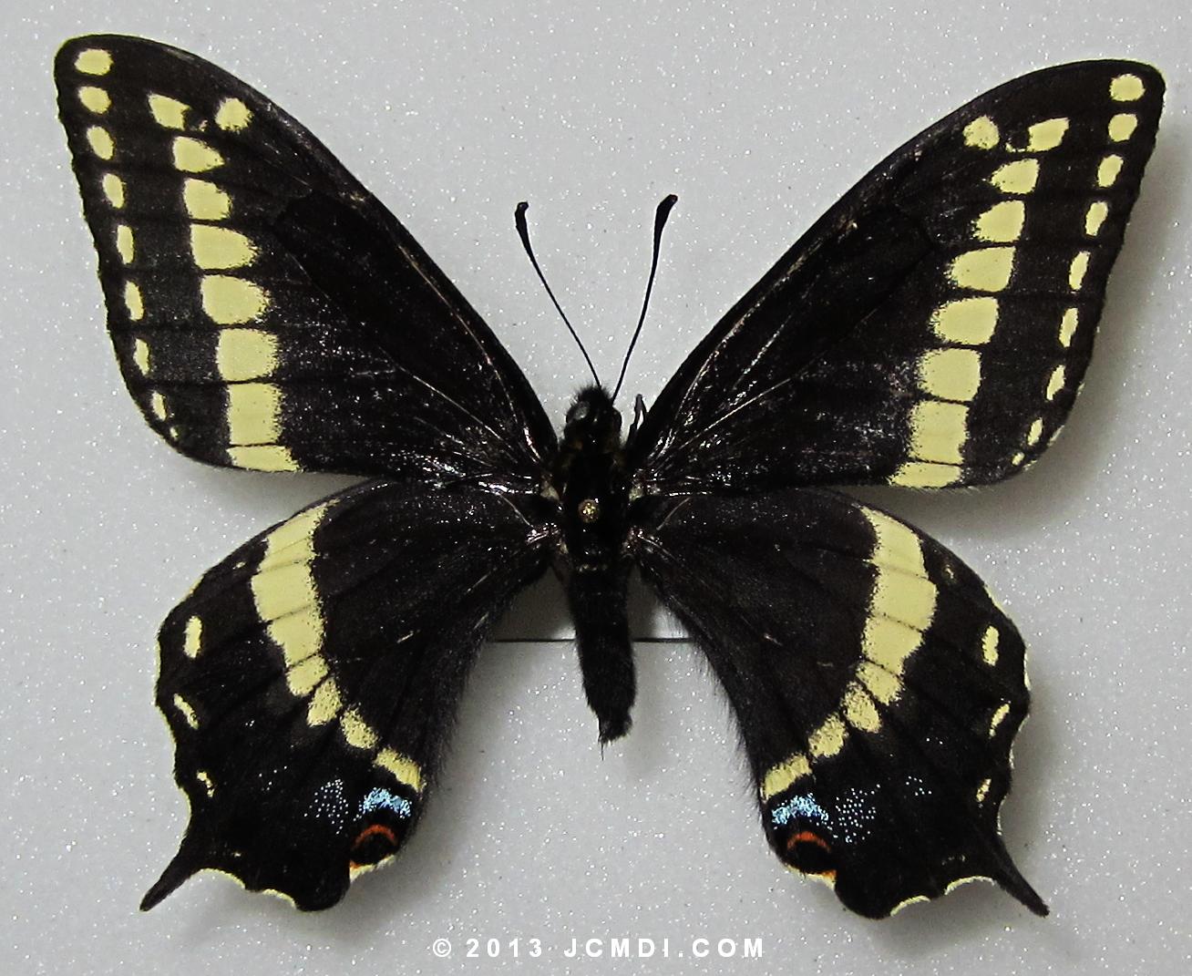 Papilio indra calcicola intergrade